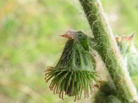 Agrimonia eupatoria 7, Gewone agrimonie, Saxifraga-Rutger Barendse