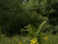 Agrimonia procera 12, Welriekende agrimonie, Saxifraga-Jan van der Straaten