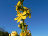 Agrimonia procera 32, Welriekende agrimonie, Saxifraga-Ed Stikvoort