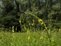 Agrimonia procera 8, Welriekende agrimonie, Saxifraga-Jan van der Straaten