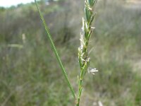 Agropyron litorale 2, Saxifraga-Jasenka Topic