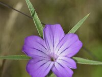 Agrostemma githago 10, Bolderik, Saxifraga-Tom Heijnen