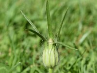 Agrostemma githago 24, Bolderik, Saxifraga-Sonja Bouwman