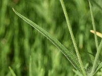 Agrostemma githago 48, Bolderik, Saxifraga-Sonja Bouwman