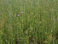 Agrostemma githago 41, Bolderik, Saxifraga-Hans Boll