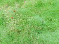 Agrostis canina 5, Moerasstruisgras, Saxifraga-Rutger Barendse