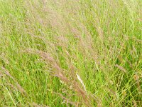 Agrostis canina 2, Moerasstruisgras, Saxifraga-Rutger Barendse