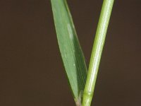 Agrostis capillaris 2, Gewoon struisgras, Saxifraga-Rutger Barendse