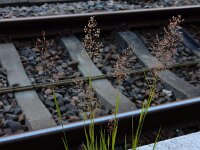 Agrostis capillaris 1, Gewoon struisgras, Saxifraga-Ed Stikvoort
