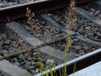 Agrostis capillaris 2, Gewoon struisgras, Saxifraga-Ed Stikvoort