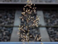 Agrostis capillaris 3, Gewoon struisgras, Saxifraga-Ed Stikvoort