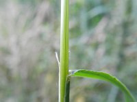 Agrostis gigantea 5, Hoog struisgras, Saxifraga-Rutger Barendse