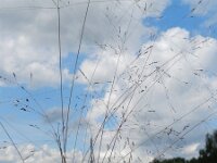 Agrostis hyemalis 3, Klein struisgras, Saxifraga-Rutger Barendse