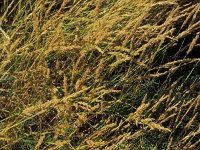 Agrostis stolonifera 1, Fioringras, Saxifraga-Piet Zomerdijk