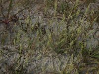 Agrostis stolonifera 15, Fioringras, Saxifraga-Hans Boll