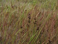 Agrostis stolonifera 16 Fioringras, Saxifraga-Hans Boll