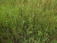 Agrostis stolonifera 17, Fioringras, Saxifraga-Hans Boll