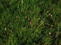 Agrostis stolonifera 20, Fioringras, Saxifraga-Hans Boll