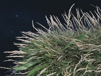 Agrostis stolonifera 3, Fioringras, Saxifraga-Peter Meininger