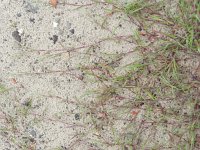 Agrostis stolonifera 5, Fioringras, Saxifraga-Rutger Barendse