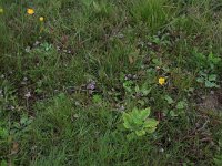 Agrostis stolonifera 6, Fioringras, Saxifraga-Hans Boll