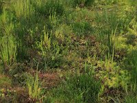 Agrostis stolonifera 9, Fioringras, Saxifraga-Hans Boll