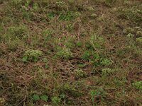 Agrostis stolonifera 13, Fioringras, Saxifraga-Hans Boll
