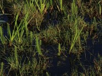 Agrostis stolonifera 14, Fioringras, Saxifraga-Hans Boll