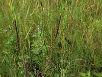 Agrostis stolonifera 18, Fioringras, Saxifraga-Hans Boll