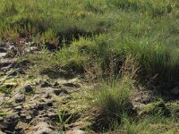 Agrostis stolonifera 19, Fioringras, Saxifraga-Hans Boll