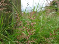 Agrostis stolonifera 2, Fioringras, Saxifraga-Rutger Barendse