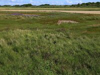 Agrostis stolonifera 23, Fioringras, Saxifraga-Hans Boll