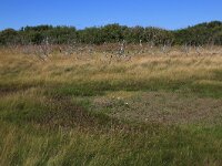 Agrostis stolonifera 24, Fioringras, Saxifraga-Hans Boll