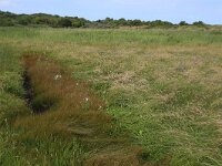Agrostis stolonifera 27, Fioringras, Saxifraga-Hans Boll