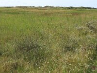 Agrostis stolonifera 28, Fioringras, Saxifraga-Hans Boll
