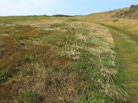 Agrostis stolonifera 29, Fioringras, Saxifraga-Hans Boll