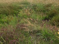 Agrostis stolonifera 30, Fioringras, Saxifraga-Hans Boll