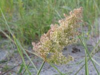 Agrostis stolonifera 31, Fioringras, Saxifraga-Rutger Barendse