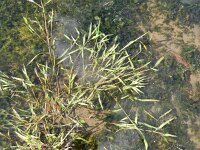 Agrostis stolonifera 4, Fioringras, Saxifraga-Rutger Barendse