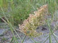 Agrostis stolonifera 6, Fioringras, Saxifraga-Rutger Barendse