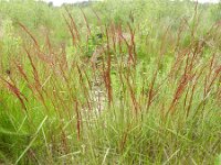 Agrostis vinealis 2, Zandstruisgras, Saxifraga-Rutger Barendse
