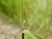 Agrostis vinealis 3, Zandstruisgras, Saxifraga-Rutger Barendse
