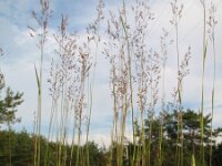 Agrostis vinealis 1, Zandstruisgras, Saxifraga-Rutger Barendse