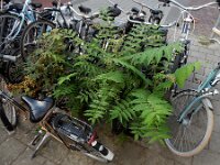 Ailanthus altissima 13, Hemelboom, Saxifraga-Ed Stikvoort