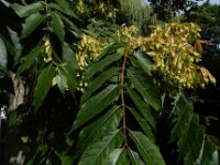 Ailanthus altissima 17, Hemelboom, Saxifraga-Ed Stikvoort : Lotus angustissimus gg Eindhoven A900
