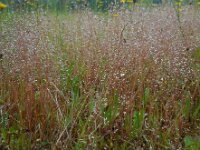 Aira caryophyllea 5, Zilverhaver, Saxifraga-Ed Stikvoort