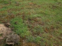 Aira praecox 11, Vroege haver, Saxifraga-Hans Boll