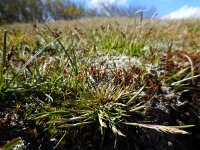 Aira praecox 15, Vroege haver, Saxifraga-Ed Stikvoort