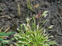 Aira praecox 18, Vroege haver, Saxifraga-Ed Stikvoort