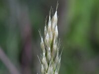 Aira praecox 2, Vroege haver, Saxifraga-Rutger Barendse